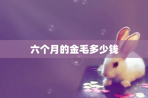 六個月的金毛多少錢
