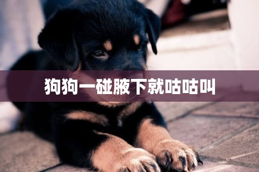 狗狗一碰腋下就咕咕叫