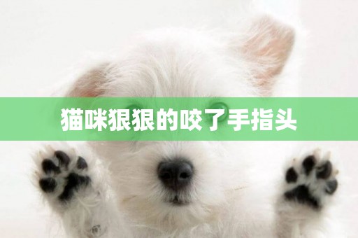 貓咪狠狠的咬了手指頭