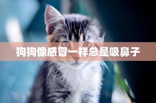 狗狗像感冒一樣總是吸鼻子