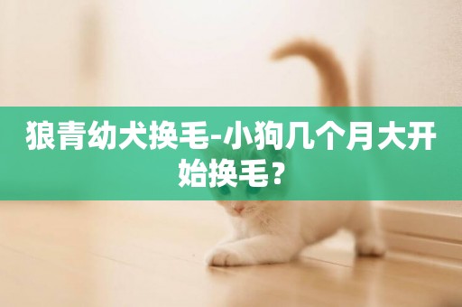 狼青幼犬換毛-小狗幾個月大開始換毛？