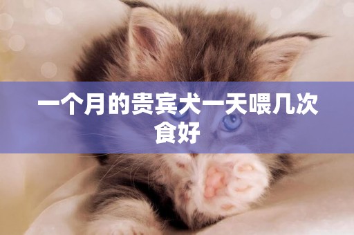 一個月的貴賓犬一天喂幾次食好