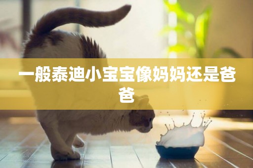 一般泰迪小寶寶像媽媽還是爸爸