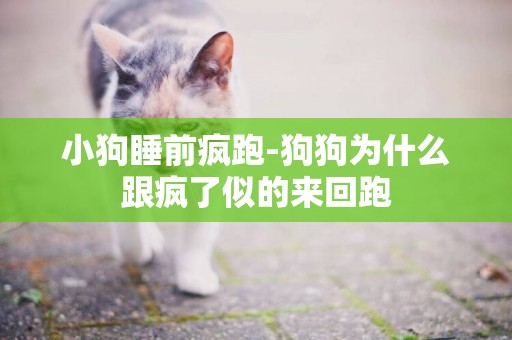 小狗睡前瘋跑-狗狗為什么跟瘋了似的來回跑