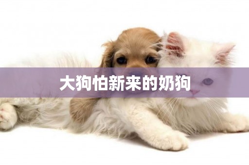 大狗怕新來的奶狗