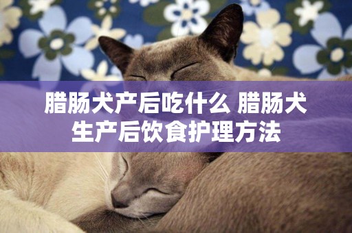 臘腸犬產后吃什么 臘腸犬生產后飲食護理方法