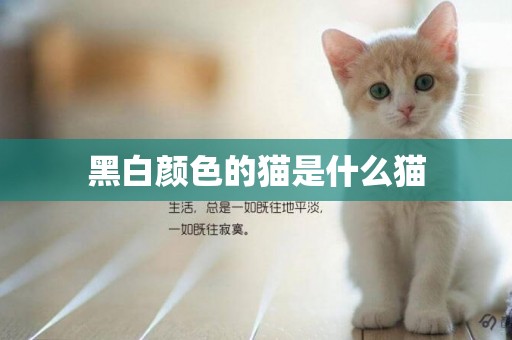 黑白顏色的貓是什么貓