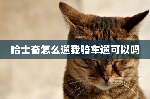 哈士奇怎么遛我騎車遛可以嗎