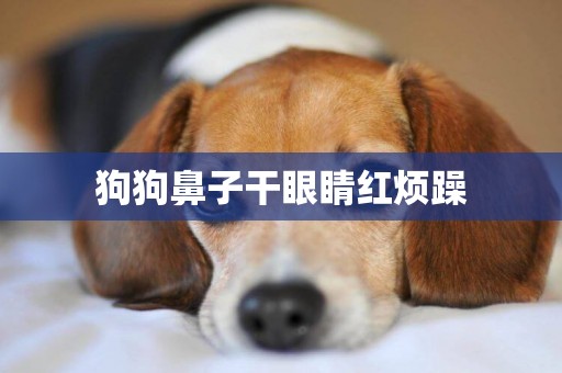 狗狗鼻子干眼睛紅煩躁