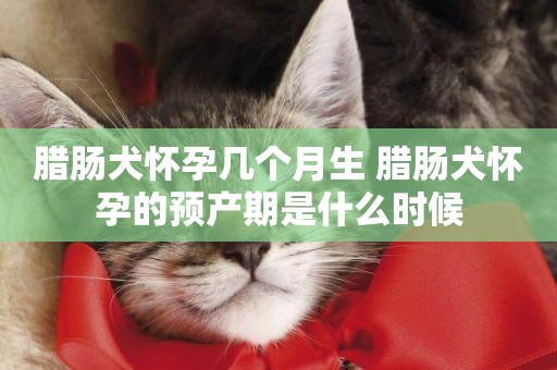 臘腸犬懷孕幾個月生 臘腸犬懷孕的預產期是什么時候