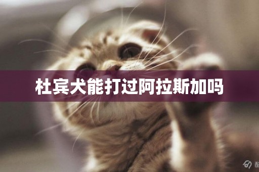 杜賓犬能打過阿拉斯加嗎