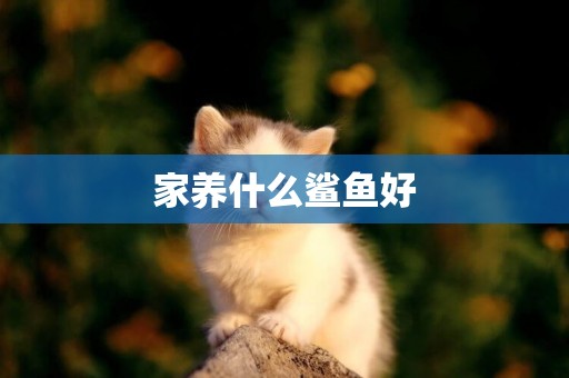 家養什么鯊魚好