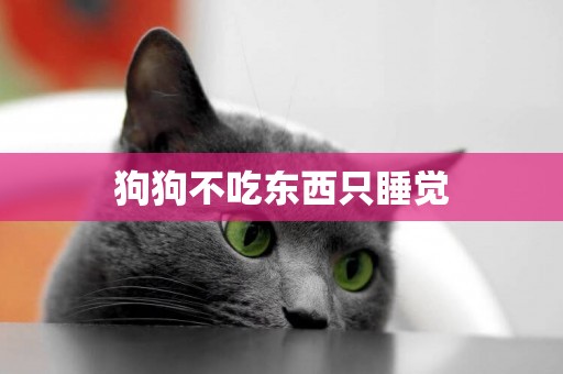 狗狗不吃東西只睡覺