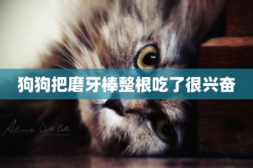 狗狗把磨牙棒整根吃了很興奮