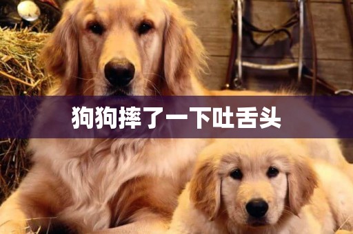 狗狗摔了一下吐舌頭