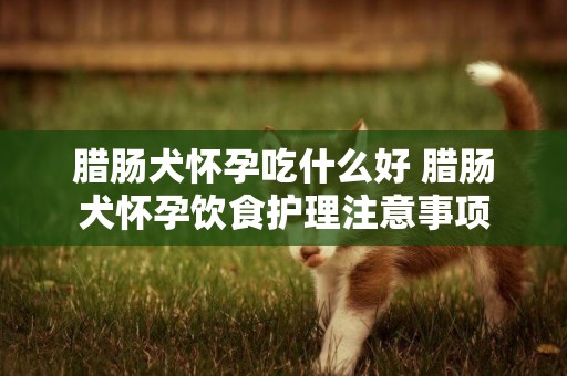臘腸犬懷孕吃什么好 臘腸犬懷孕飲食護理注意事項