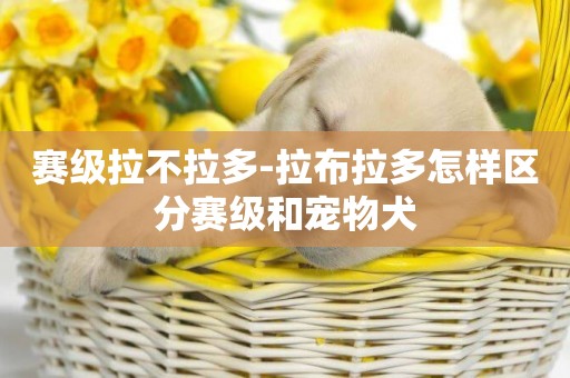 賽級拉不拉多-拉布拉多怎樣區分賽級和寵物犬