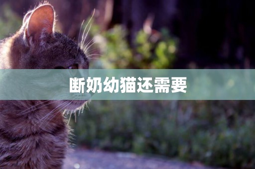 斷奶幼貓還需要