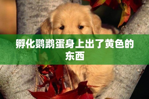 孵化鸚鵡蛋身上出了黃色的東西