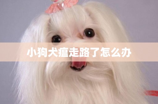 小狗犬瘟走路了怎么辦