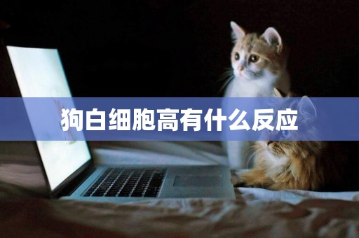 狗白細胞高有什么反應