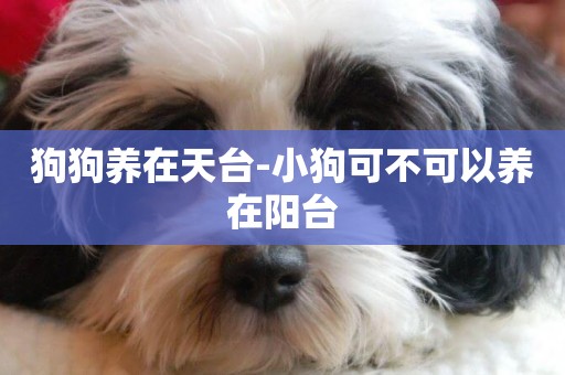狗狗養在天臺-小狗可不可以養在陽臺