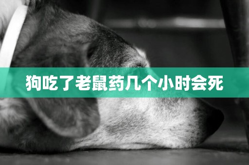 狗吃了老鼠藥幾個小時會死