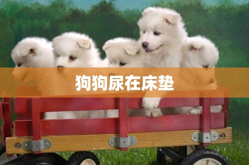 狗狗尿在床墊