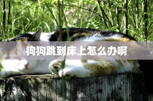 狗狗跳到床上怎么辦啊