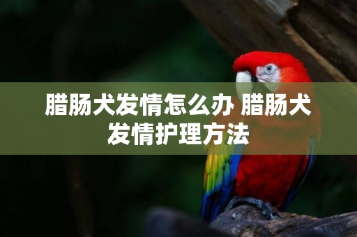 臘腸犬發情怎么辦 臘腸犬發情護理方法