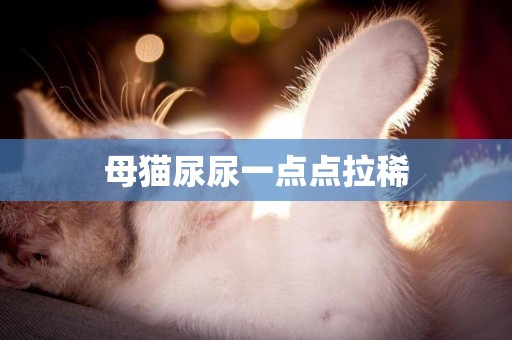 母貓尿尿一點點拉稀