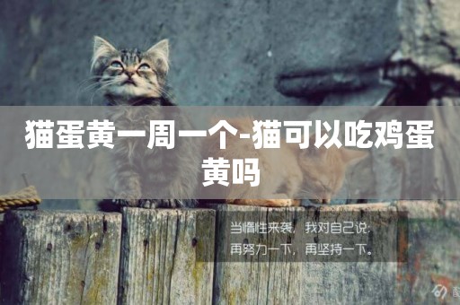 貓蛋黃一周一個-貓可以吃雞蛋黃嗎
