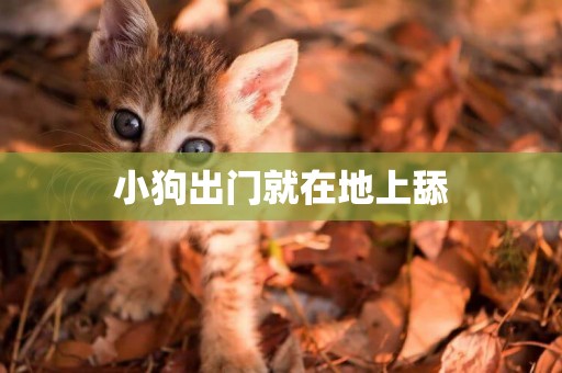 小狗出門就在地上舔