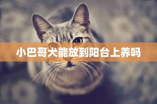 小巴哥犬能放到陽臺上養嗎