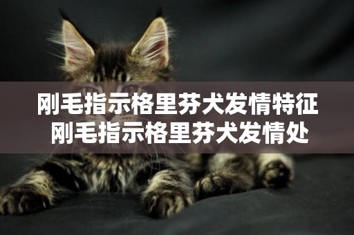 剛毛指示格里芬犬發情特征 剛毛指示格里芬犬發情處理辦法
