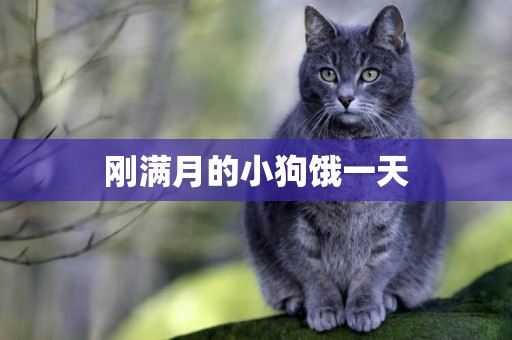 剛滿月的小狗餓一天
