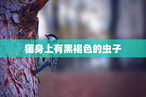 貓身上有黑褐色的蟲子