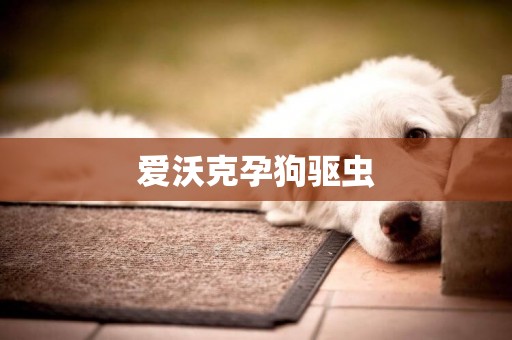 愛沃克孕狗驅蟲