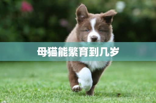 母貓能繁育到幾歲