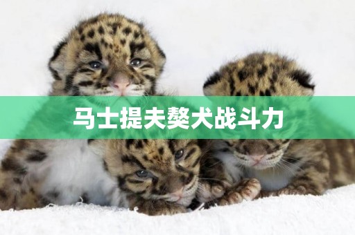 馬士提夫獒犬戰斗力