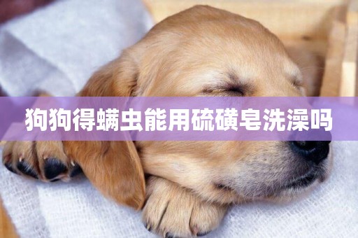 狗狗得螨蟲能用硫磺皂洗澡嗎