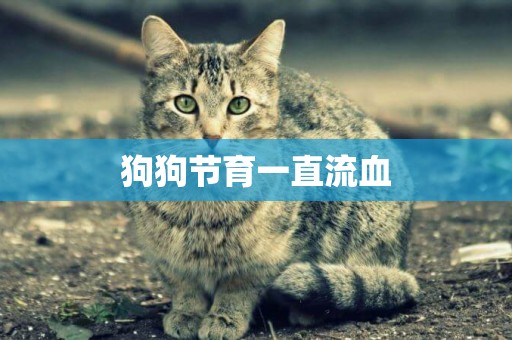 狗狗節育一直流血
