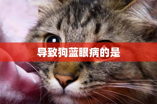 導致狗藍眼病的是