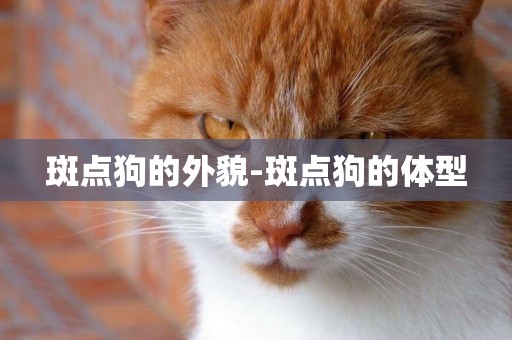 斑點狗的外貌-斑點狗的體型