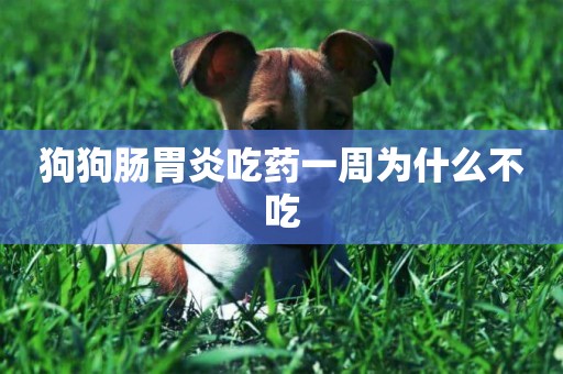 狗狗腸胃炎吃藥一周為什么不吃