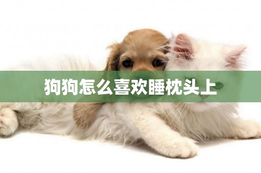 狗狗怎么喜歡睡枕頭上