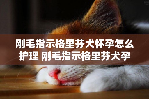 剛毛指示格里芬犬懷孕怎么護理 剛毛指示格里芬犬孕期護理