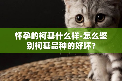 懷孕的柯基什么樣-怎么鑒別柯基品種的好壞？