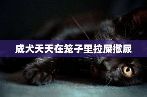 成犬天天在籠子里拉屎撒尿