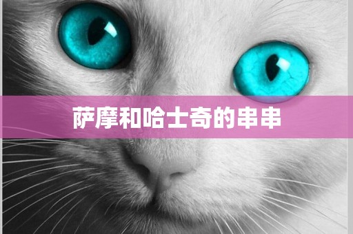 薩摩和哈士奇的串串